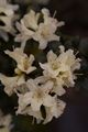 Rhododendron hybrid Cream Crest-1 Różanecznik